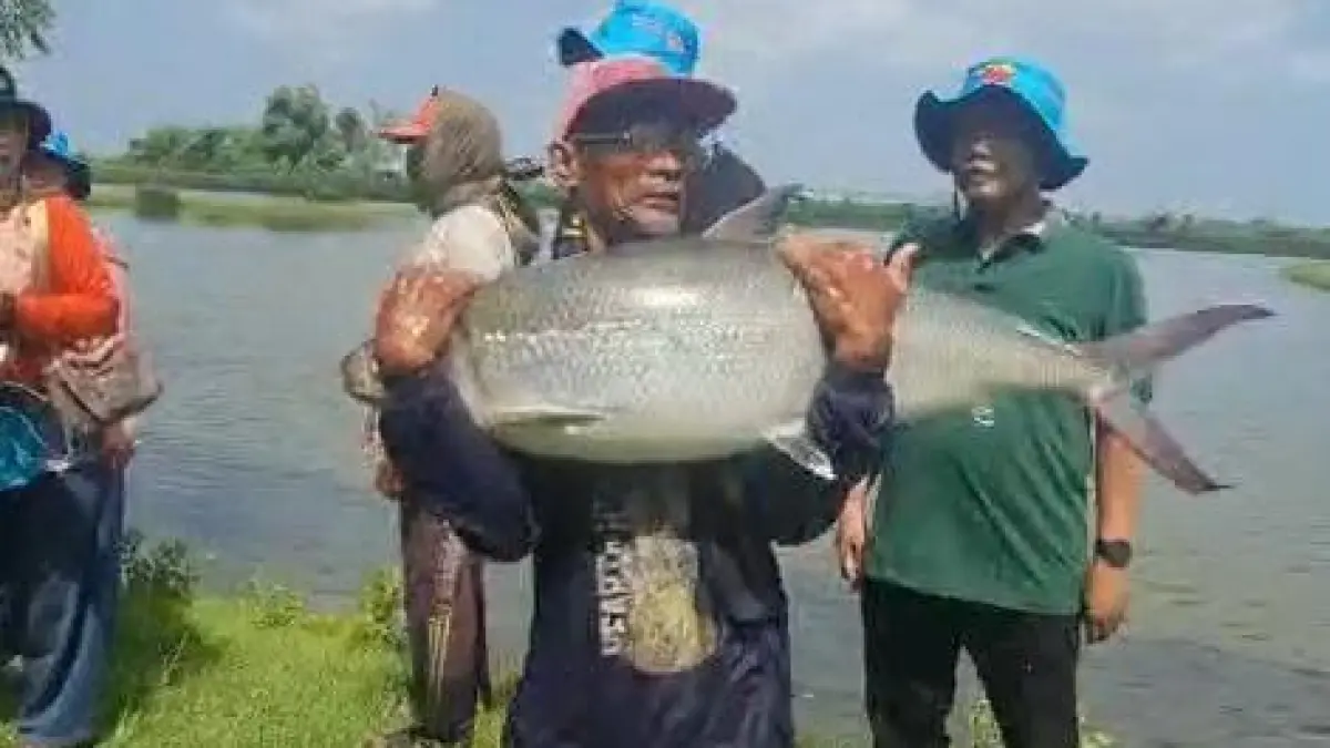 Bandeng kawak yang biasanya dikelola jadi lauk pindang bandeng