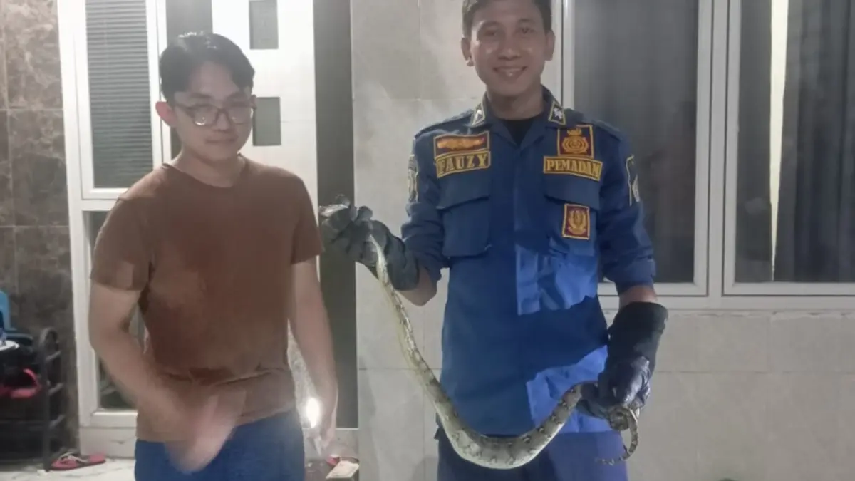 Sigap : Petugas Damkarla Kabupaten Gresik saat berjibaku mengevakuasi seekor ular piton dari celah sempit tembok rumah warga di Jalan Dr. Wahidin Sudiro Husodo. (Ist/Radar Gresik) 