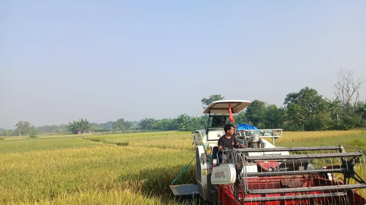 Ketahanan Pangan : Salah satu suasana produktivitas pertanian di Kabupaten Gresik. (Faja/Radar Gresik) 