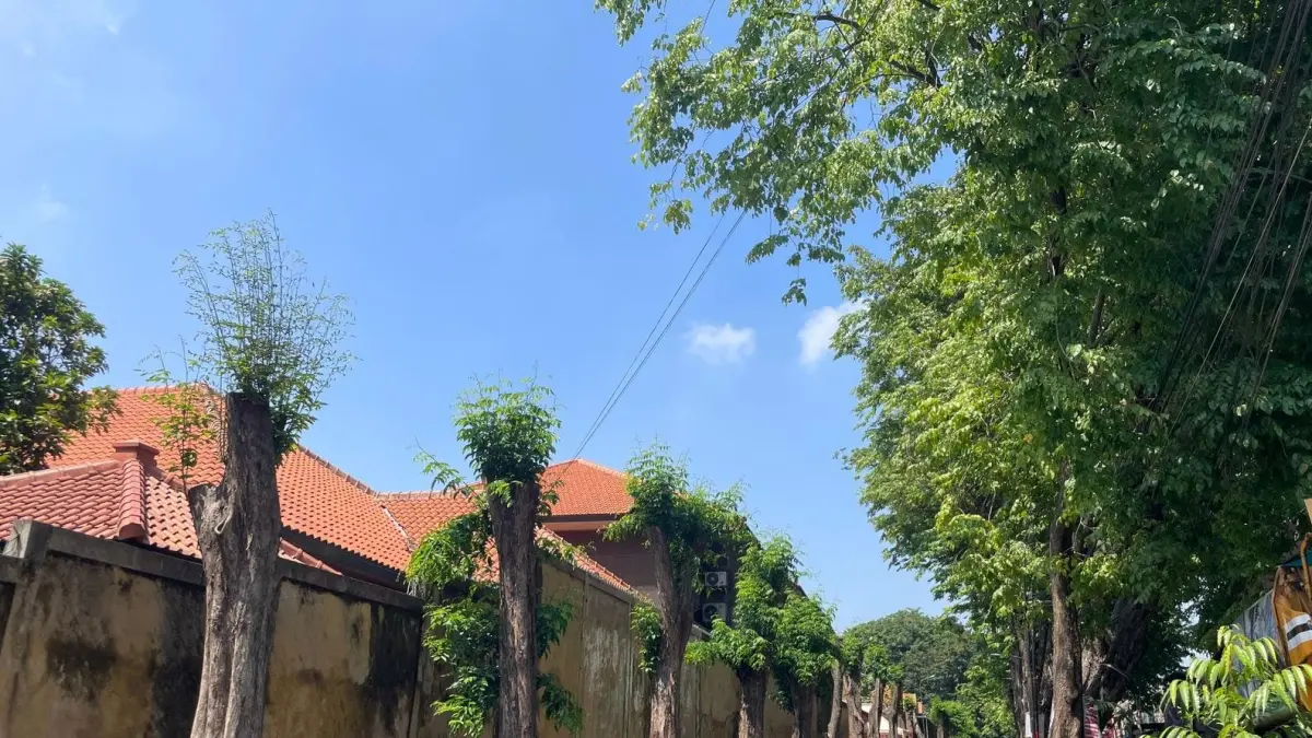 Tumbuh : Pohon di Jalan AIS Nasution, Gresik yang nampak dipangkas sebagian. 