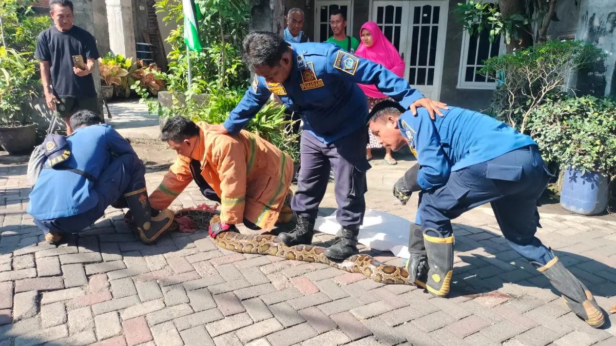 Sigap : Petugas Damkarla Gresik saat melakukan evakuasi ular piton sepanjang 5 meter di pemukiman warga Desa Banjarsari, Kecamatan Cerme, Gresik. (Ist/Radar Gresik) 