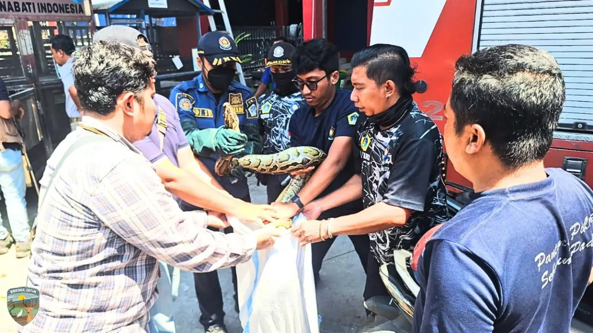 Sigap : Petugas Damkarla Kabupaten Gresik saat menyerahkan ular jenis Ball Python kepada Tim MATAWALI Seksi KSDA Wilayah III Surabaya (BBKSDA Jatim) untuk penanganan lebih lanjut. (Yudhi/Radar Gresik) 