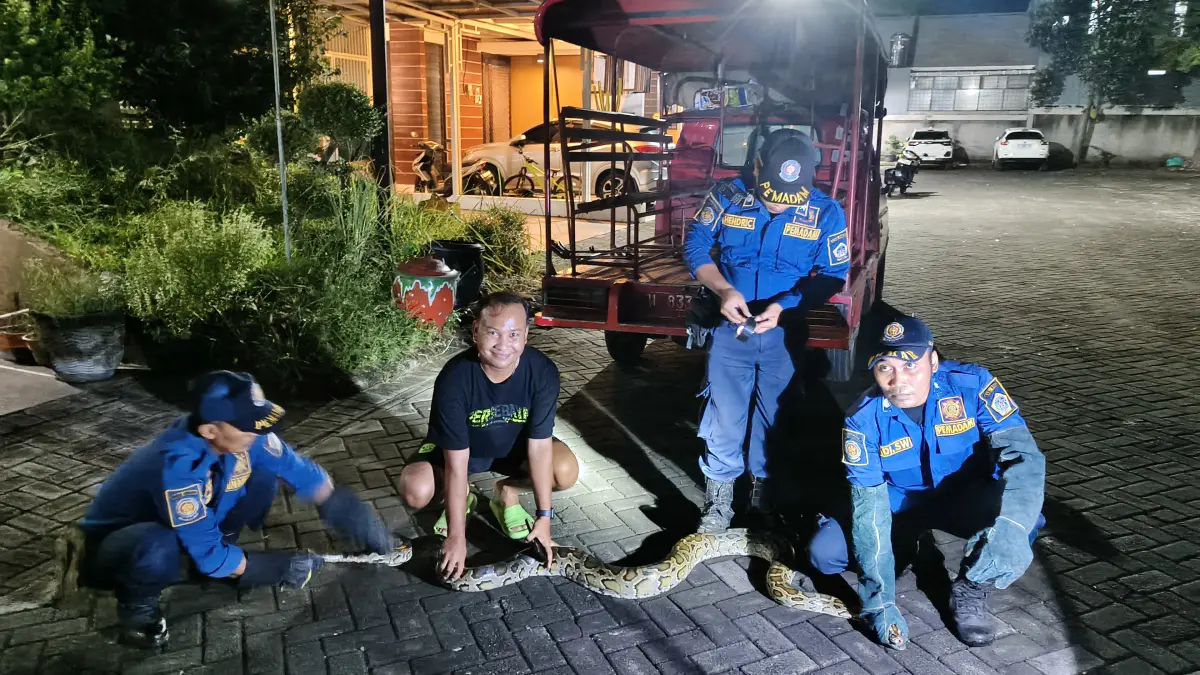 Dievakuasi: Petugas Damkarla Gresik saat berjibaku mengevakuasi ular piton sepanjang 4,5 meter yang sempat meresahkan warga di kawasan Perumahan PPS 2, Desa Suci. (Yudhi/Radar Gresik) 