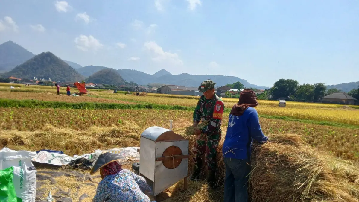 Bahu Membahu : Petani bersama Babinsa saling membantu dalam panen raya di Kecamatan Sangkapura, Gresik. (Ist/Radar Gresik) 