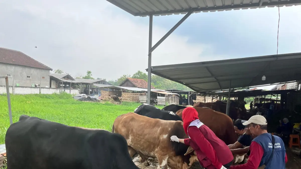 EDUKASI : Petugas Dispertan melakukan edukasi dan vaksinasi kepada hewan kurban. (Fajar/Radar Gresik) 