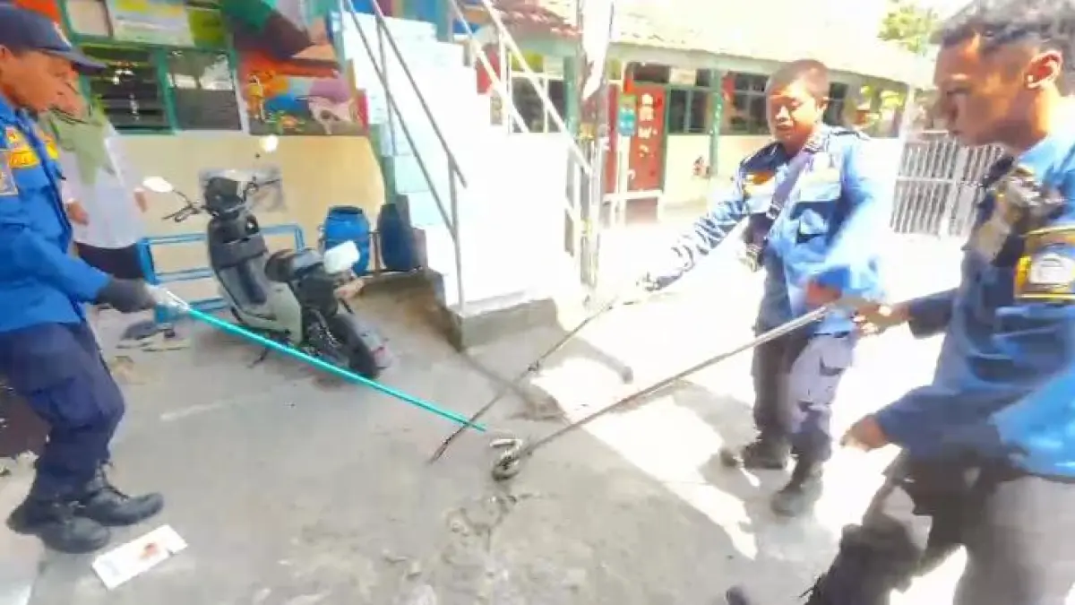 Cepat : Petugas Damkarla Gresik pos Dukun saat melakukan evakuasi ular cobra yang masuk ke gudang sekolah. (Yudhi/Radar Gresik) 