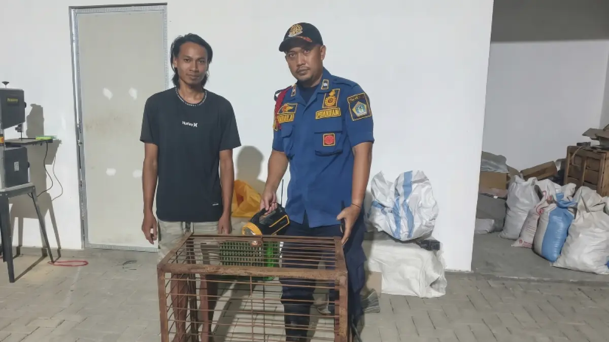 Sigap : Petugas Damkar Gresik saat melakukan evakuasi Elang Jawa yang terluka di Desa Sidojangkung, Kecamatan Menganti, Gresik. (Yudhi/Radar Gresik) 