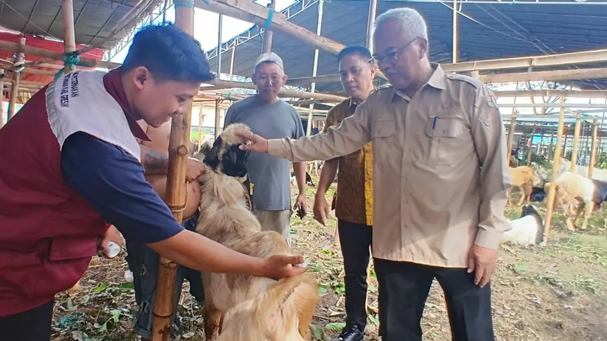VAKSIN: Kepala Dinas Pertanian Kabupaten Gresik, Eko Anindito Putra saat menyuntikkan vaksin secara langsung kepada hewan kurban di kawasan lapak pedagang PPS Gresik. (Fajar/Radar Gresik) 