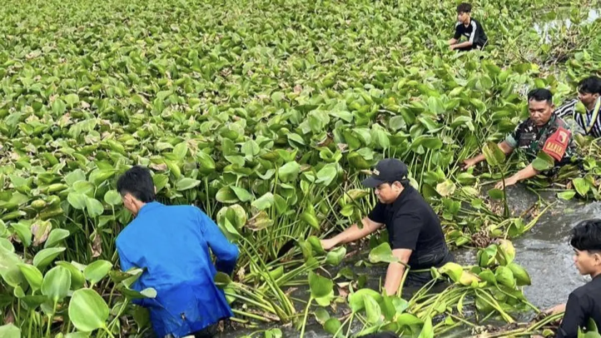 Aktif : Ketua DPRD Gresik Muhammad Syahrul Munir saat ikut basah-basahan membersihkan tanaman eceng gondok yang mengepung saluran irigasi pertanian di Desa Tebalo, Kecamatan Manyar, Gresik. (Fajar/Radar Gresik) 