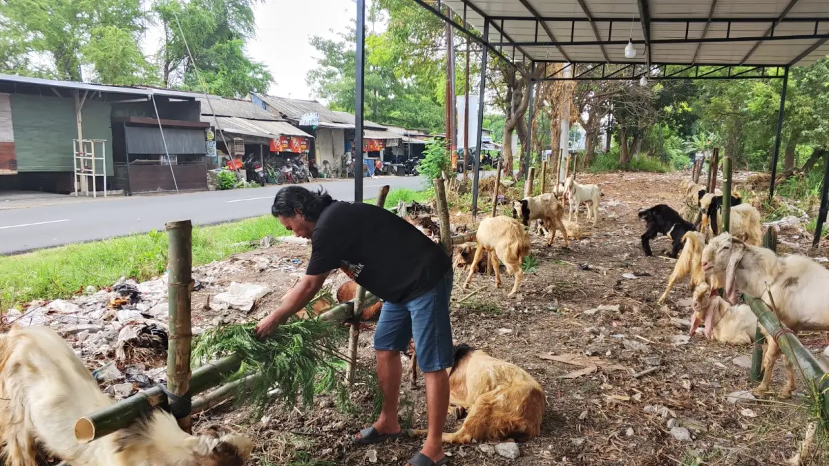 komunitas Garangan 17 Farm sibuk melayani pembeli dan menimbang bobot kambing kurban dengan ramah.