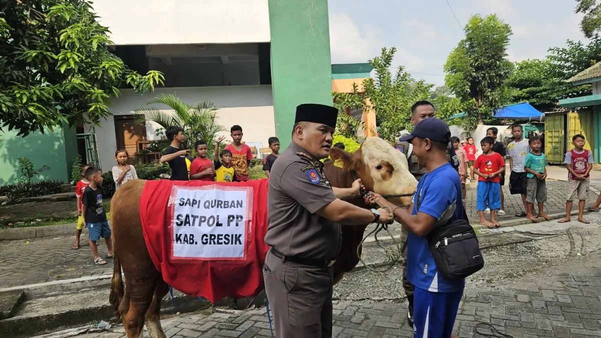 Kepala Satpol PP Pemkab Gresik, Agustin Halomoan Sinaga menyerahkan sapi kurban kepada MUI Gresik.