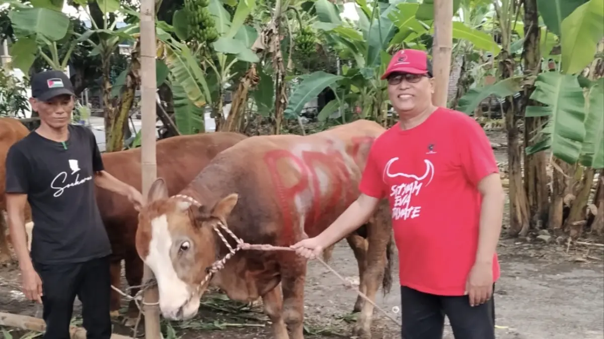 Peduli : DPC PDI Perjuangan Kabupaten Gresik bergerak nyata menunjukkan kepedulian sosial dengan mendistribusikan sejumlah hewan kurban ke masyarakat. (Ist/Radar Gresik) 
