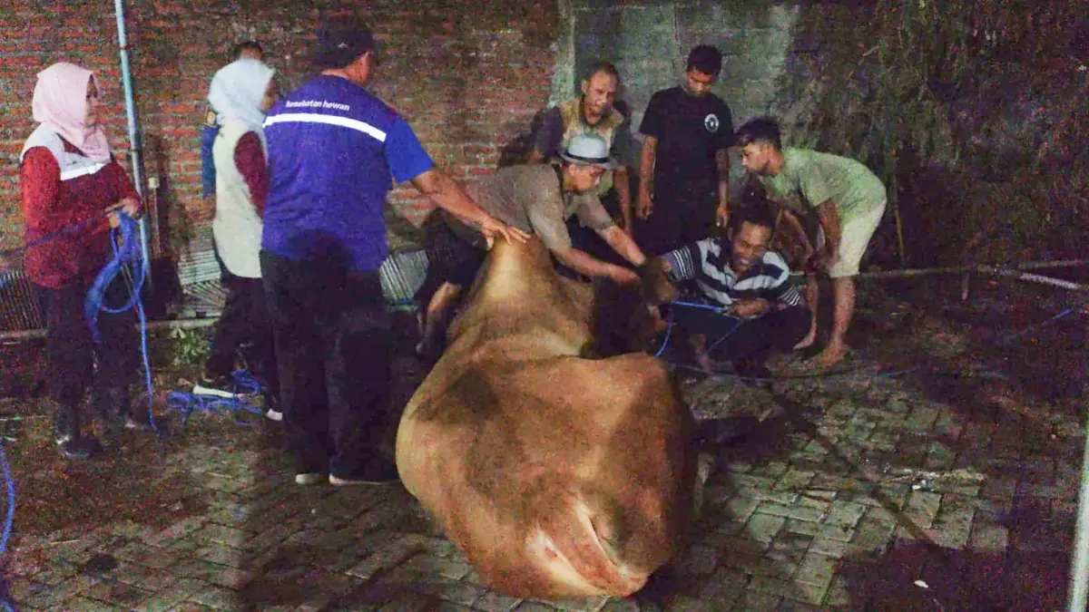  DIEVAKUASI: Petugas Damkarla Gresik dibantu warga saat mengevakuasi sapi yang untuk kurban yang lepas di halaman Masjid Al Hasan, Perumahan Pongangan Indah, Desa Pongangan, Kecamatan Manyar, Gresik. (Yudhi/Radar Gresik) 