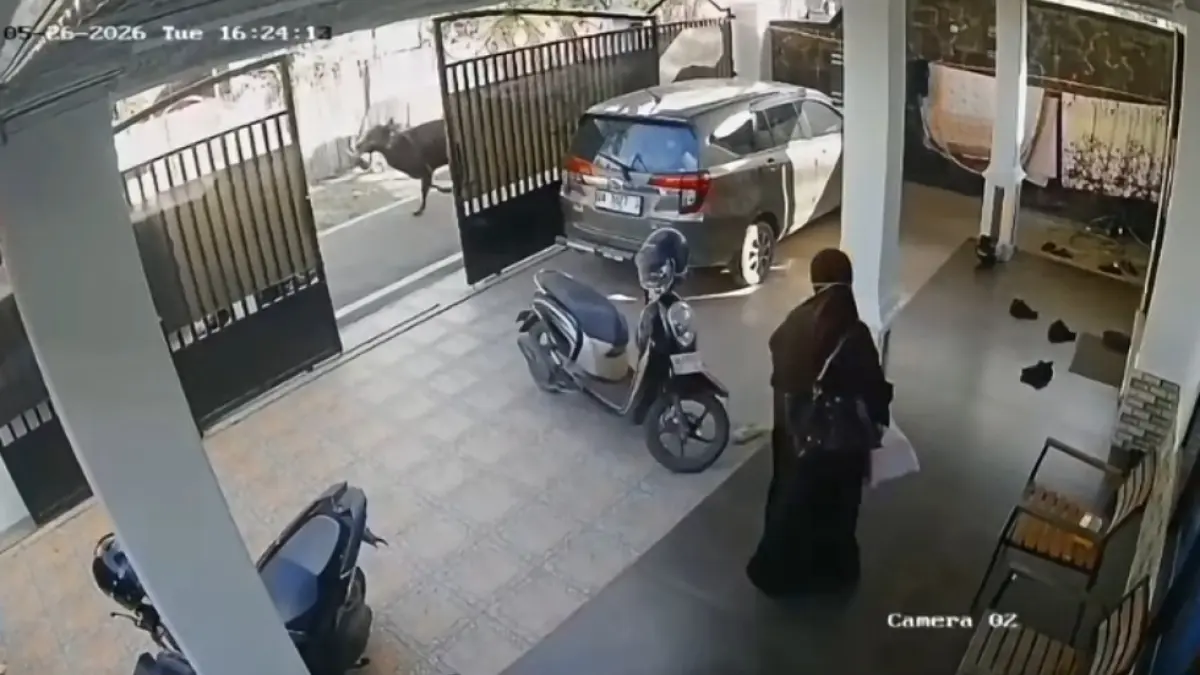 Seekor sapi kurban yang diduga lepas dari ikatan mengamuk di kawasan Kampung Arab, Banjarmasin hingga menewaskan seorang pria.