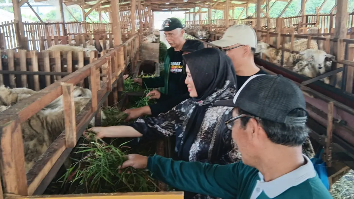 Ketua Baznas Kabupaten Gresik Muhammad Mujib bersama pengurus saat meninjau langsung dan memberikan pakan konsentrat di Balai Ternak Kelompok Mekar Sari, Kebomas. (Fajar/Radar Gresik) 