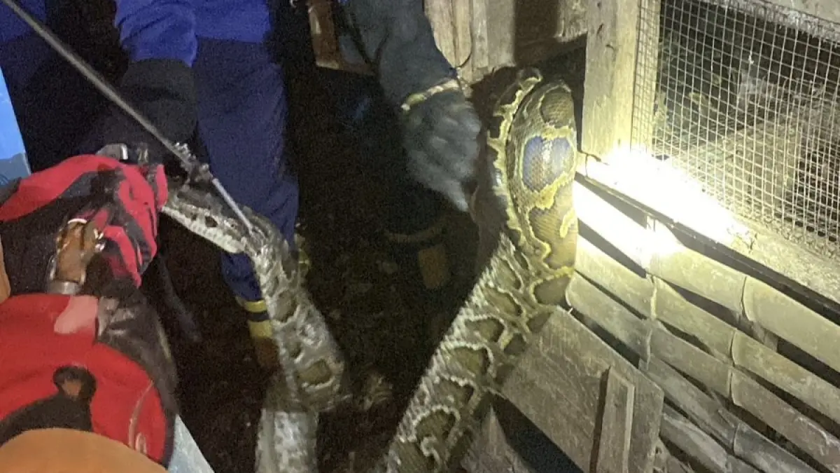 Sigap : Petugas Damkarla Gresik saat melakukan evakuasi ular piton sepanjang 3 meter yang memangsa hewan unggas milik warga di Desa Tebalo, Kecamatan Manyar, Gresik. (Yudhi/Radar Gresik) 