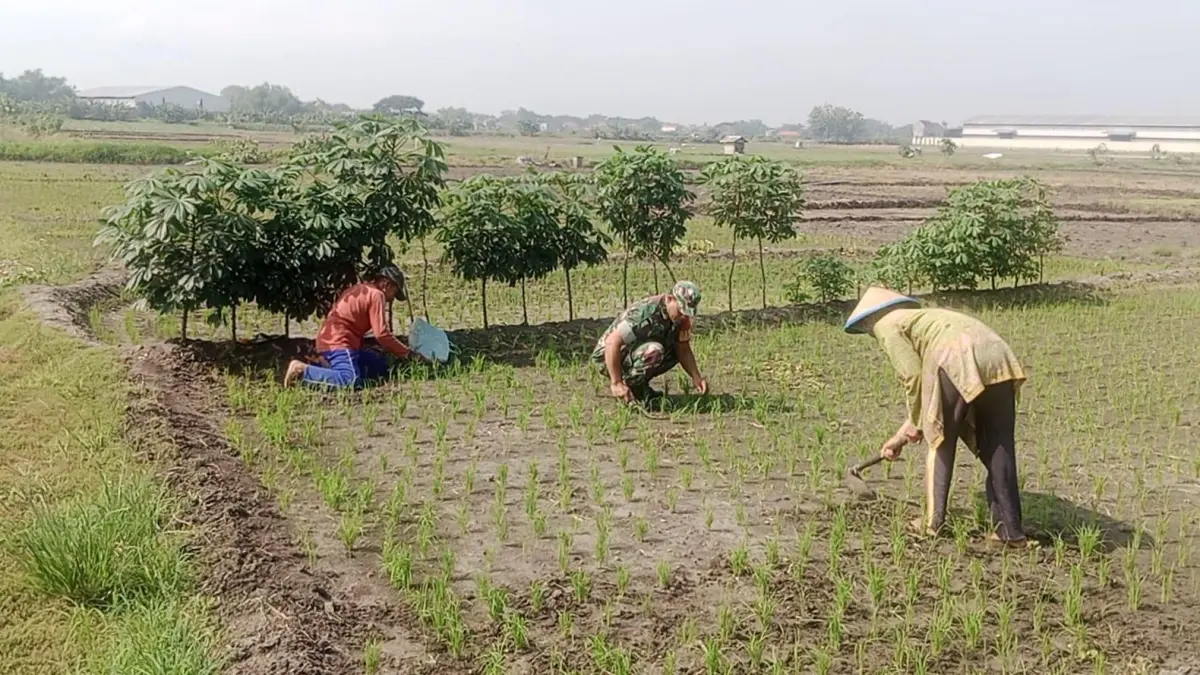 PERAWATAN: Dekat dengan petani, Babinsa Wates Tanjung bantu perawatan padi. (Fajar/Radar Gresik) 