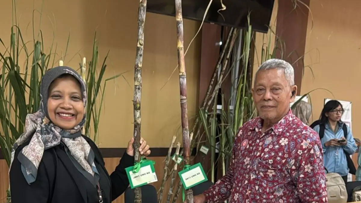 UNTUK INDONESIA : Dua klon tanaman hasil riset Prof. Setyo Budi (Peneliti Utama UMG) resmi disetujui Dirjen Perkebunan dan dilepas ke masyarakat, dua klon tebu tersebut diberi nama Varietas JW01 UMG NX dan SB 11 UMG NX. (IST/ RADAR GRESIK)