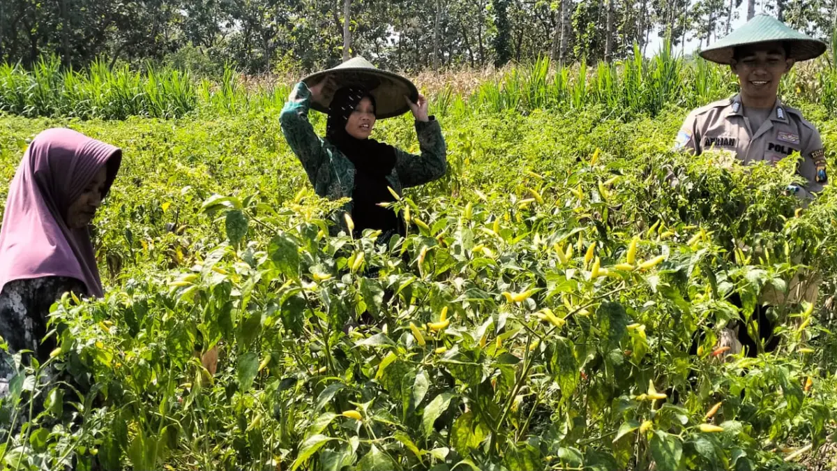 Cabe Rawit : Medukung ketahanan pangan Nasional anggota polres Gresik mendampingi petani cabai di Kecamatan Panceng, Gresik. (Ist/Radar Gresik) 