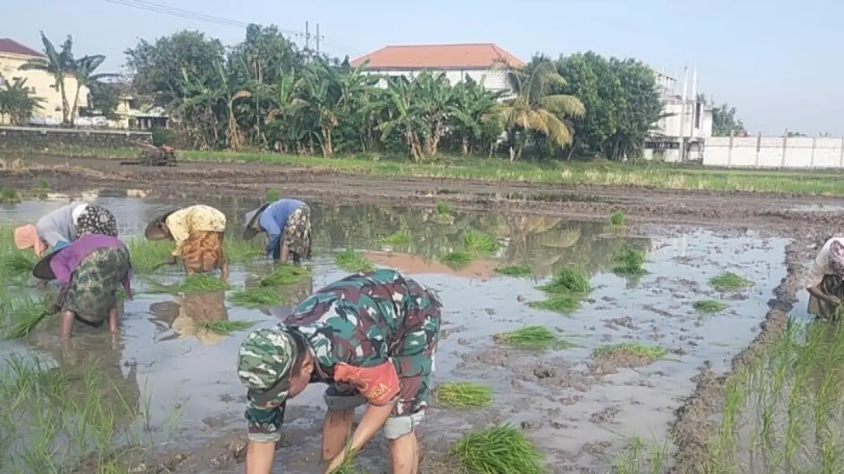 TURUN : Babinsa turun langsung ke sawah untuk menanam padi bersama petani Raci Wetan. (Ist/Radar Gresik) 