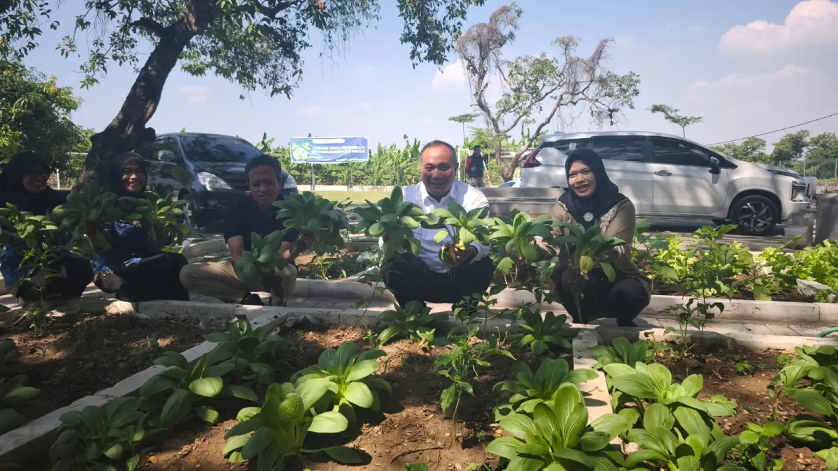 Lewat Program Sekolah Inovatif Ketahanan Pangan (SIKAP), lahan-lahan kosong di Cabang Dinas Pendidikan Wilayah Gresik kini disulap jadi kebun sayur subur perkotaan. (Foto : Riri/Radar Gresik) 