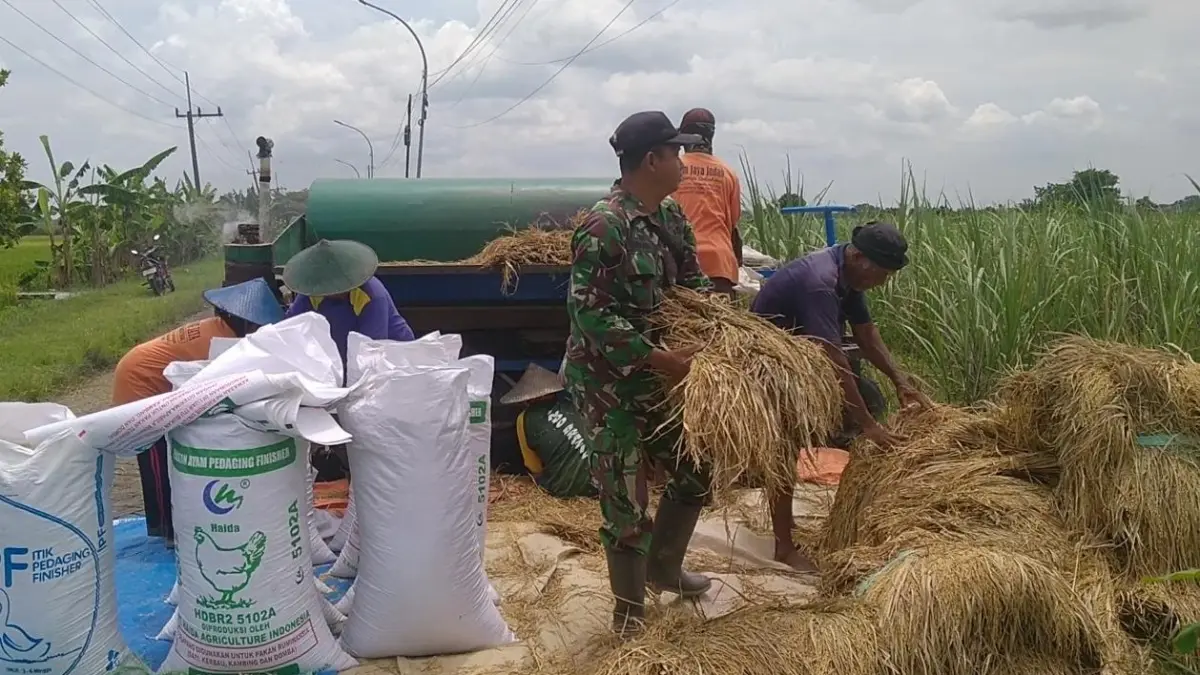 Panen : Program ketahanan pangan nasional sekaligus mempererat kemanunggalan TNI dengan rakyat di wilayah binaan. (Foto : Ist/Radar Gresik) 