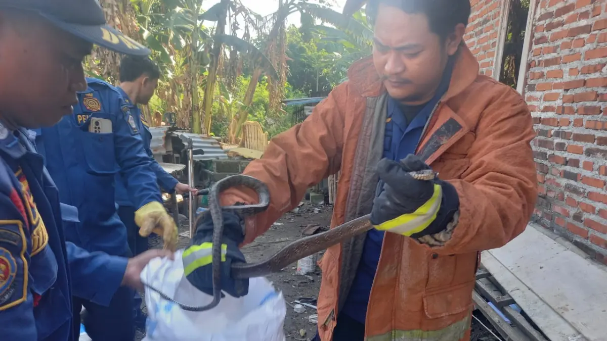 Tanggap : Petugas Damkarla Gresik saat mengevakuasi ular kobra di Dusun Pasinan Lemah Putih, Desa Pasinan Lemah Putih, Kecamatan Wringinanom, Gresik. (Foto : Yudhi/Radar Gresik) 