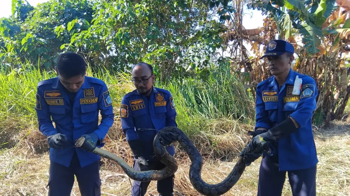 Sigap : Petugas Damkar Gresik Evakuasi Ular Piton di Lahan Kosong Randuagung. (Foto : Ist/Radar Gresik) 