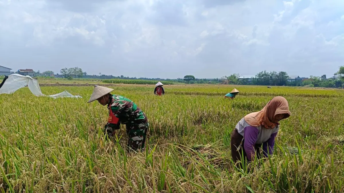PANEN: Anggota Babinsa Koramil Wringinanom, Serka Aan Hendrawan, saat membantu para petani memanen padi di area persawahan Desa Sumberame, Kecamatan Wringinanom, Minggu (5/7). (Foto : Fajar/Radar Gresik) 