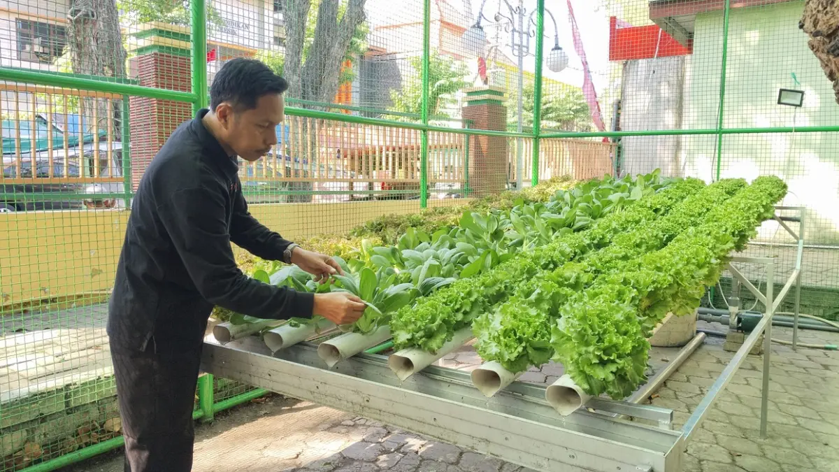 SIKAP : Kepala SMAN 1 Gresik, Irfan, saat meninjau area kebun hidroponik sekolah. (Foto : Riri/Radar Gresik) 