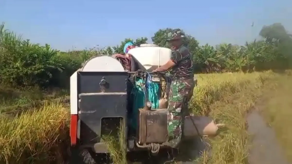 SINERGI: Babinsa saat turun langsung membantu petani melakukan panen padi di salah satu lahan persawahan di Kabupaten Gresik. (Foto : Fajar/Radar Gresik) 