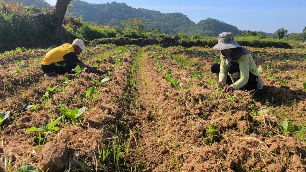 Di Kabupaten Gresik sendiri, lahan pertanian tembakau tersebar luas di berbagai kecamatan, baik di kepulauan Bawean maupun di kecamatan lain di Gresik Daratan.