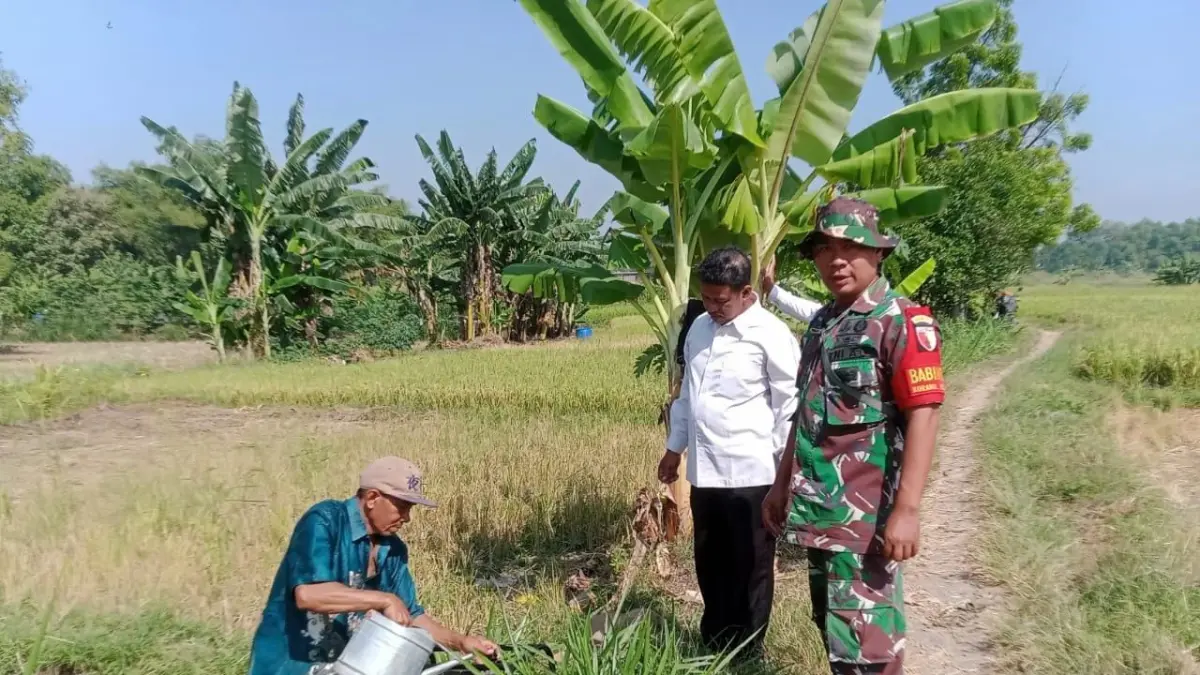 Babinsa Wringinanom turun langsung dampingi petani. (Foto : Fajar/Radar Gresik) 