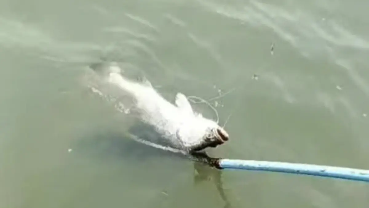 VIRAL : Potongan video ikan Barumundi yang sudah mati dan viral di medsos diduga ada kecurangan untuk memanipulatif aturan perlombaan mancing. (Foto : Ist/Radar Gresik) 