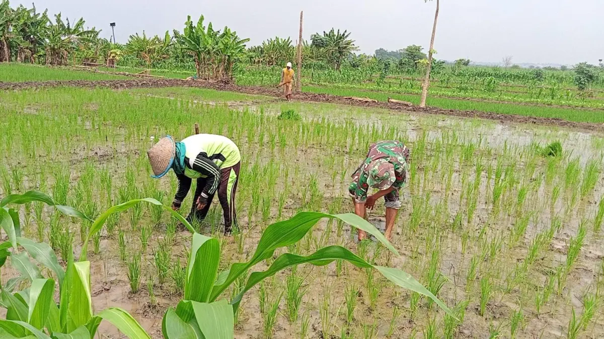 PERKUAT : Petani padi yang dibantu Babinsa untuk tanam padi. (Foto : Fajar/Radar Gresik) 