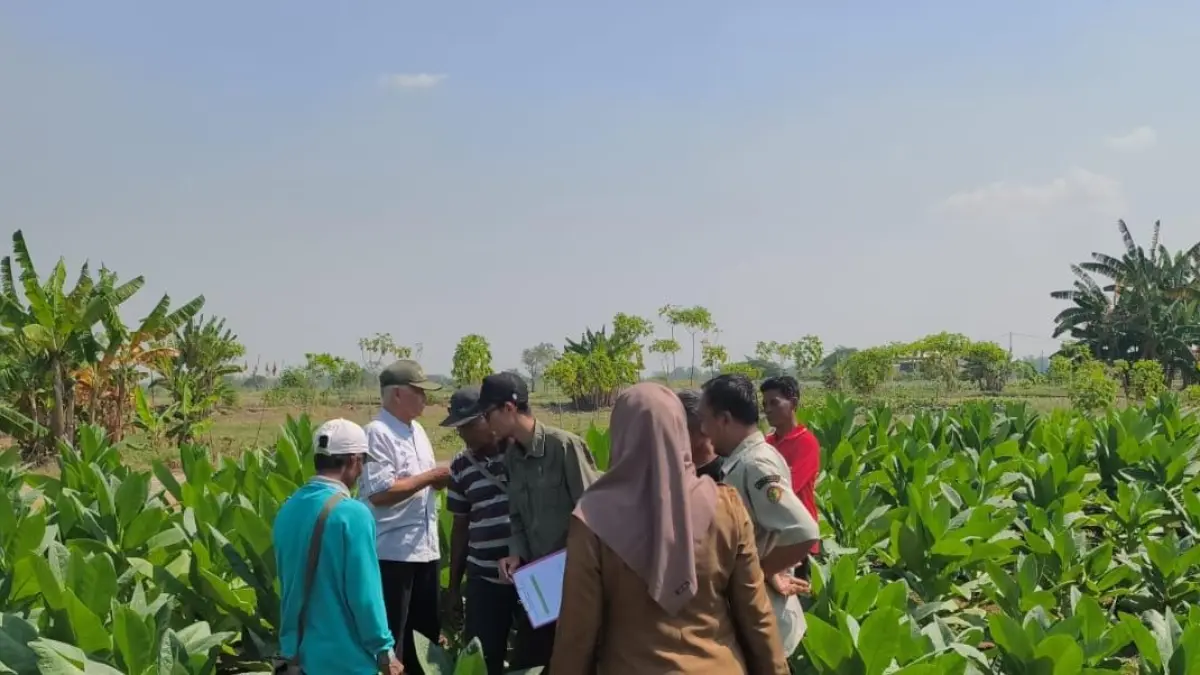KEMARAU : Petani tembakau memanfaatkan musim kemarau untuk tanam tembakau. (Foto : Fajar/Radar Gresik) 