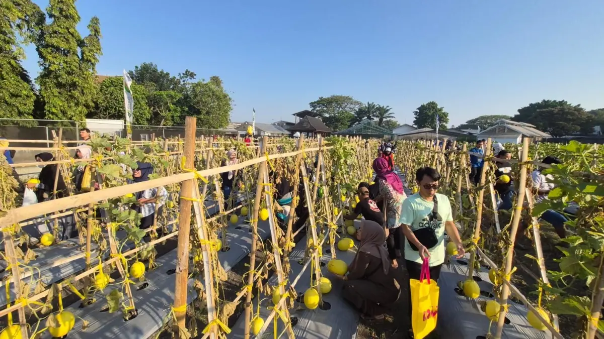 WISATA EDUKASI: Suasana di Kebun Percontohan Petrokimia Gresik saat menjadi sarana edukasi dan pengalaman memetik buah langsung bagi masyarakat dalam gelaran PAE 2026. (Foto : Fajar/Radar Gresik) 