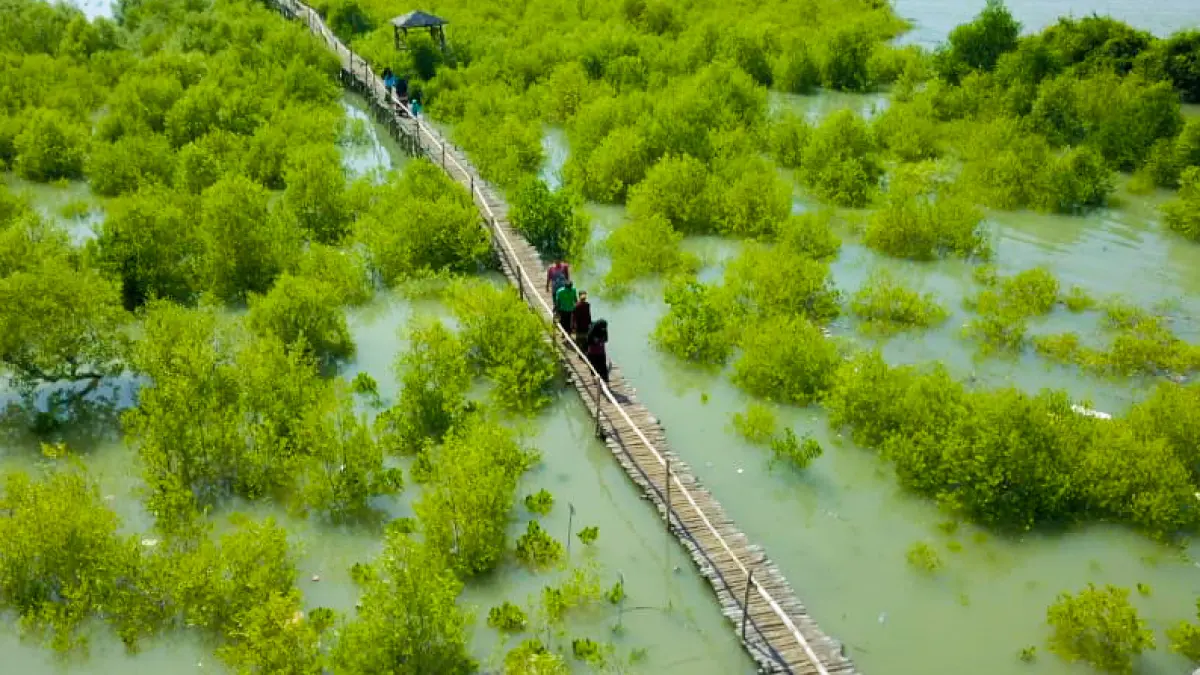Pusat Restorasi dan Penanaman Mangrove (PRPM) Mengare, Desa Tanjungwidoro, Kecamatan Bungah, Gresik. (Foto : Ist/Radar Gresik) 