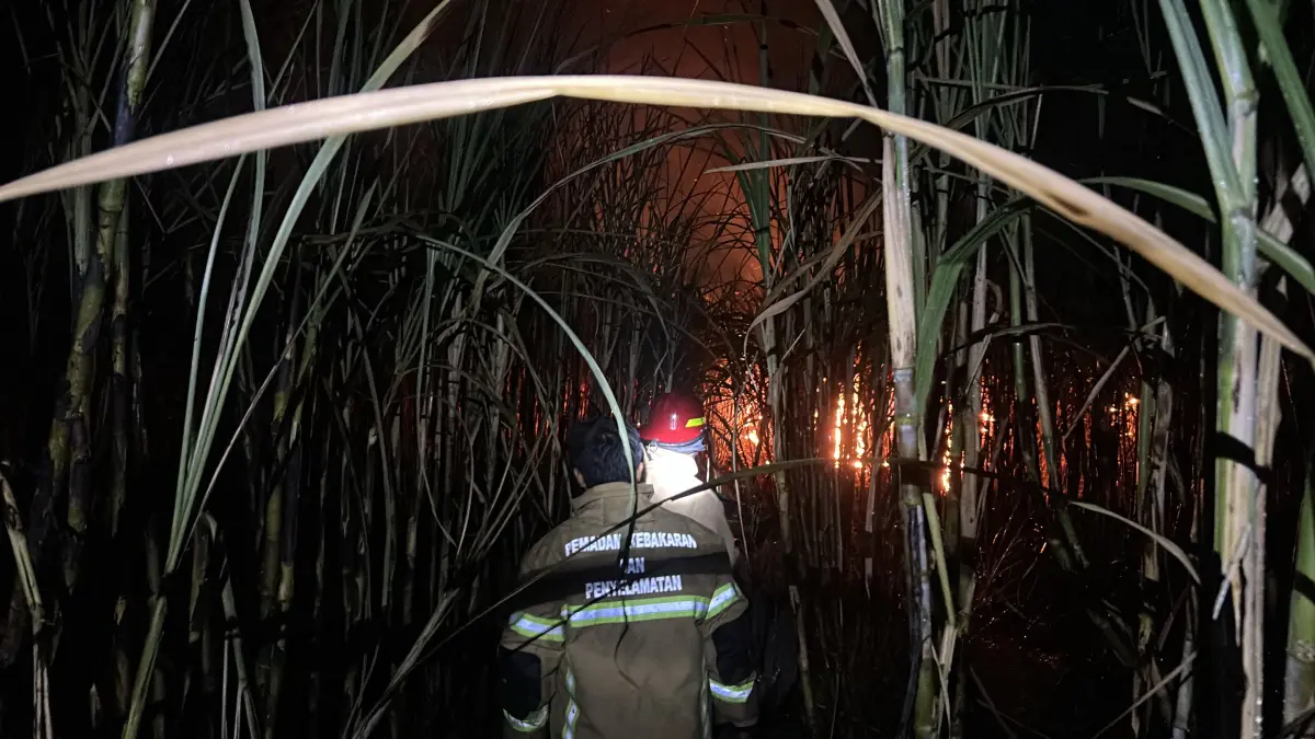 Petugas Damkar Gresik saat melakukan pemadaman lahan tebu yang terbakar di Jalan Raya Kertosono-Sidayu, Desa Kertosono, Kecamatan Sidayu, Gresik. (Foto : Ist/Radar Gresik)