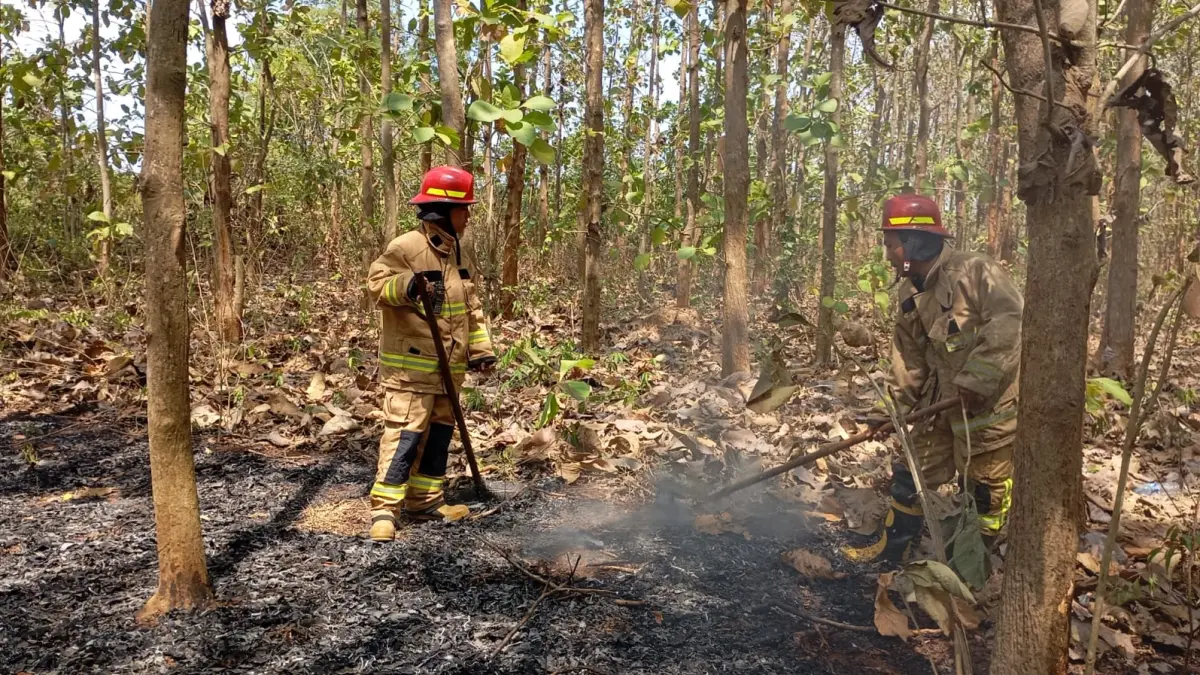 PEMADAMAN: Petugas Damkar Gresik saat berjibaku memadamkan kebakaran lahan pohon jati di Jalan Raya Lowayu, Desa Lowayu, Kecamatan Dukun, Gresik. (Foto : Ist/Radar Gresik) 