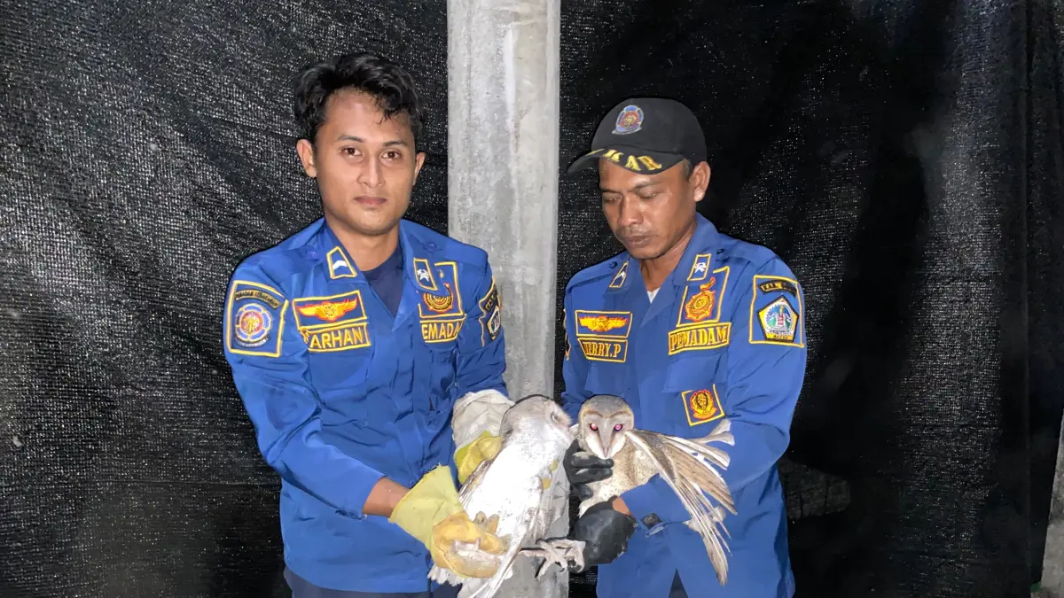 DIEVAKUASI: Petugas Damkarla Gresik Pos Dukun saat melakukan evakuasi burung hantu yang masuk ke rumah warga di Desa Lasem, Kecamatan Sidayu, Gresik. (Foto : Ist/ Radar Gresik) 