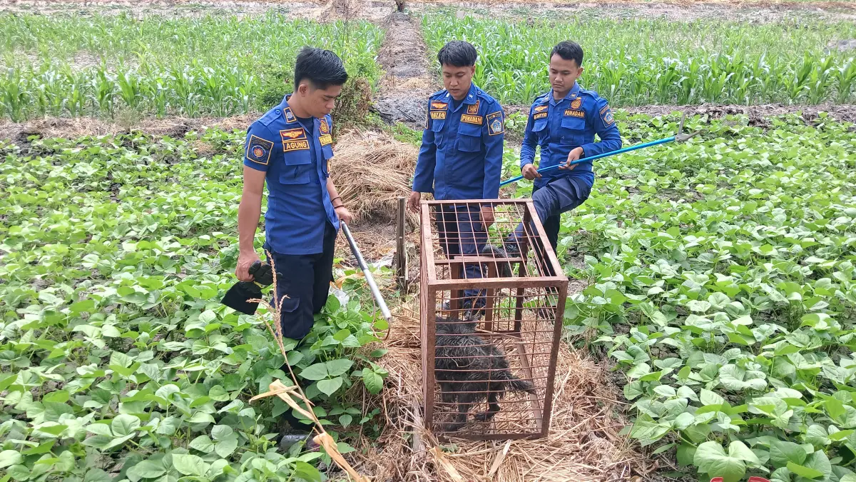 EVAKUASI: Petugas Damkarla Gresik Pos Menganti saat melakukan evakuasi seekor anjing yang terjerat di tengah sawah di Jalan Raya Bringkang, Desa Domas, Kecamatan Menganti, Gresik. (Foto : Ist/Radar Gresik) 