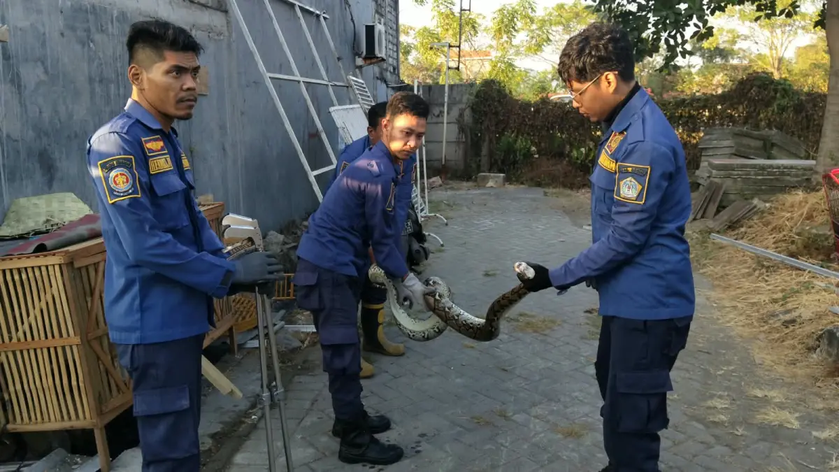 DIEVAKUASI : Petugas Damkar Gresik saat melakukan evakuasi Ular Piton yang masuk kandang ayam warga di Perumahan Griya Taman Asri, Kecamatan Kebomas, Gresik. (Foto : Ist/Radar Gresik) 