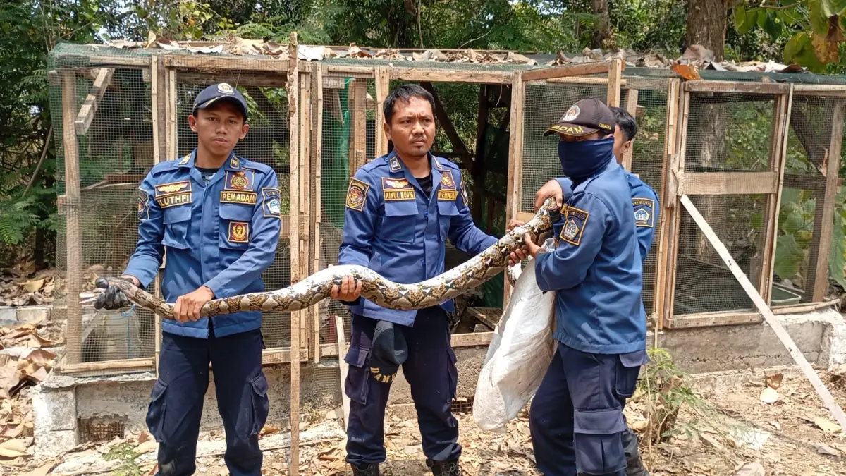DIEVAKUASI : Petugas Damkarla Gresik saat melakukan evakuasi ular piton ditemukan memangsa ayam di dalam kandang milik warga di Desa Tebuwung, Kecamatan Dukun, Gresik. (Foto : Ist/Radar Gresik) 