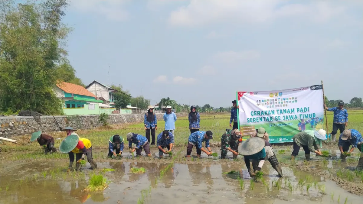 TANAM PADI: Para petani bersama unsur pemerintah dan TNI saat mengikuti Gerakan Percepatan Tanam Padi Serentak di Desa Bangeran, Kecamatan Dukun, Gresik. (Foto : Ist/Radar Gresik)