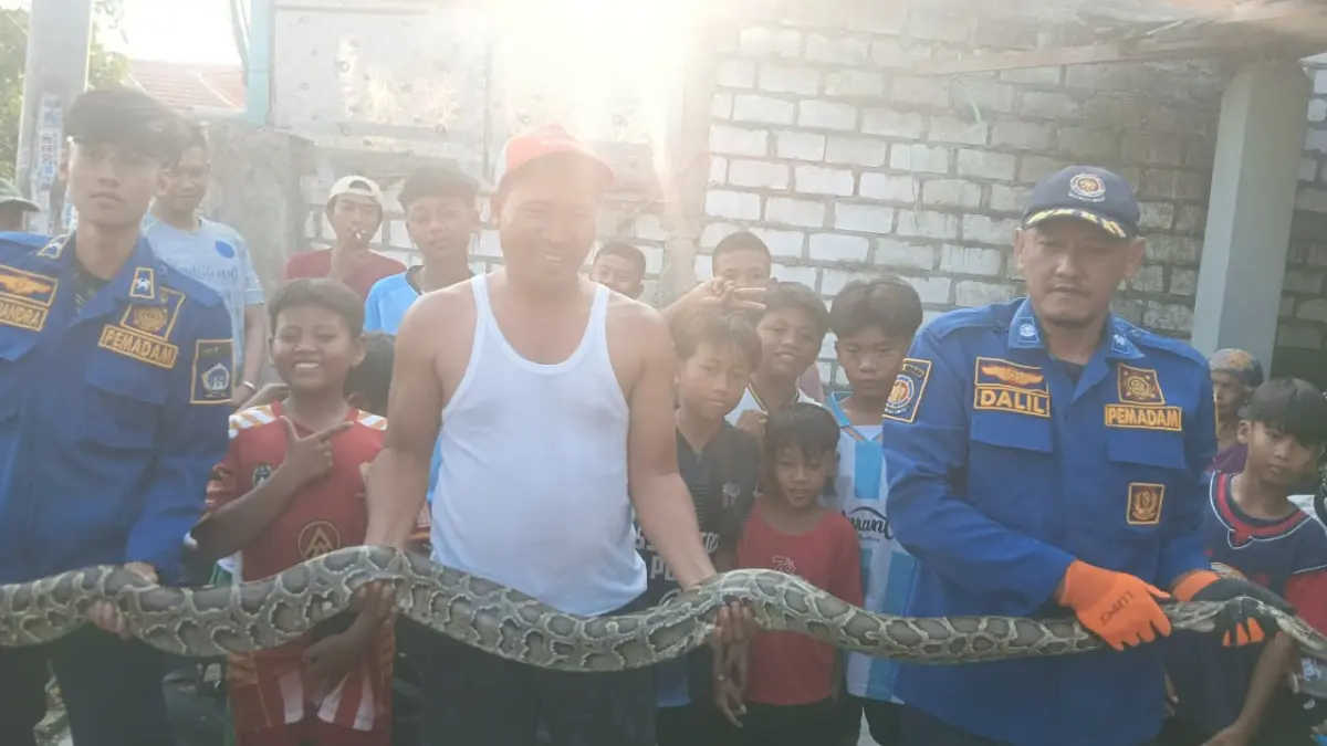 DIEVAKUASI : Petugas Damkarla Gresik ukar Piton Molu di kandang kambing warga Gedangkulut, Kecamatan Cerme, Gresik. (Foto : Ist/Radar Gresik)