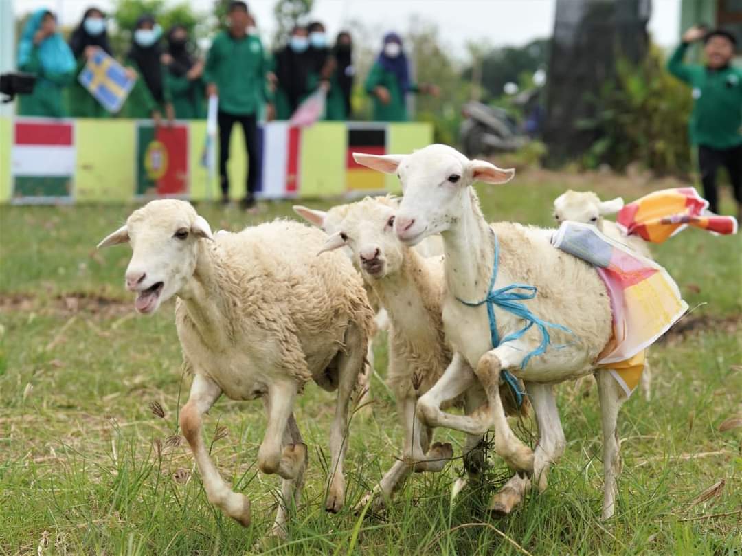 BALAP KAMBING: Para siswa dan warga melihat balap kambing yang diikat bendera beberapa negara yang ikut dalam perhelatan Piala Euro 2020 di Desa Sumurber, Kecamatan Panceng, kemarin. (Yudhi/Radar Gresik)