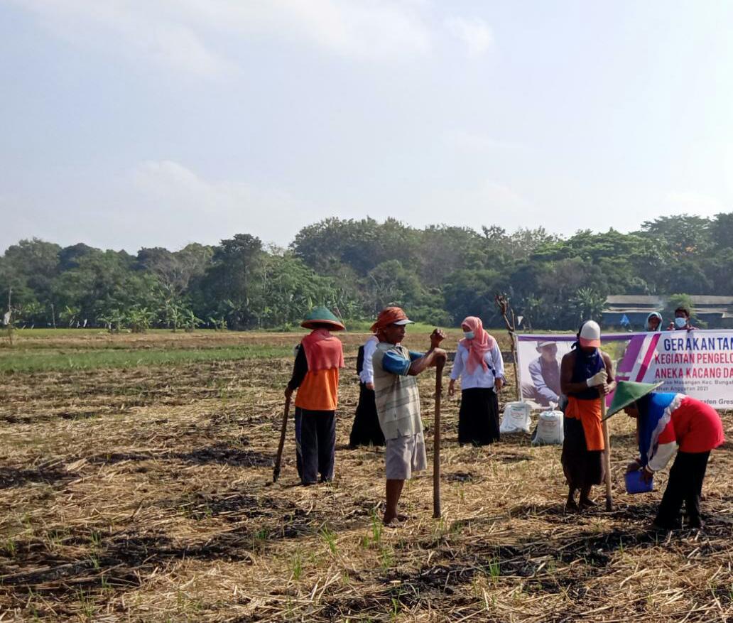 PRODUKTIF: Para petani menanam benih kedelai di Kecamatan Bungah Gresik, Kamis (5/8) (Dok/Radar Gresik)