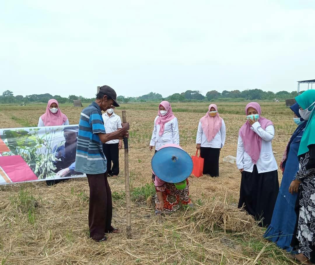 BUDIDAYA LAHAN PERTANIAN : Para petani sedang membudidayakan benih kedelai di Kecamatan Bungah Gresik (Dok/Radar Gresik)