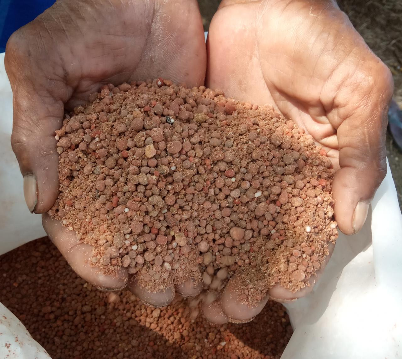 PUPUK BANTUAN: Pupuk bantuan pemerintah dengan merk NPK yang beredar di Desa Tambakrejo, Kecamatan Duduksampeyan diduga diperjual belikan ke petani.  (Yudhi/Radar Gresik)